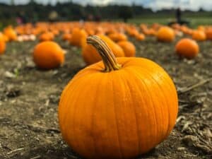 pumpkin in a field - pumpkin power meditation for children